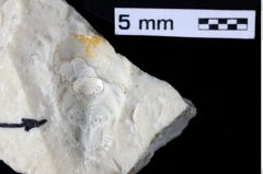 Foto (Detailansicht) von Culmenformosa glaessneri (Robins, Feldmann & Schweitzer, 2013) (NHMW-GEO-1990-0041-0447)